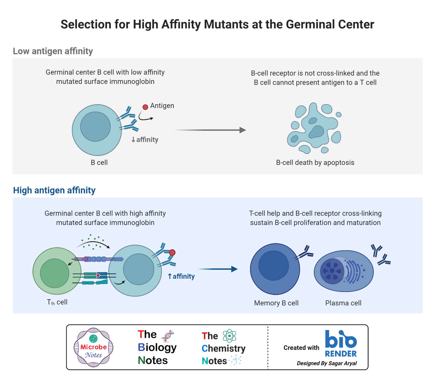 Selection for High Affinity Mutants at the Germinal Center