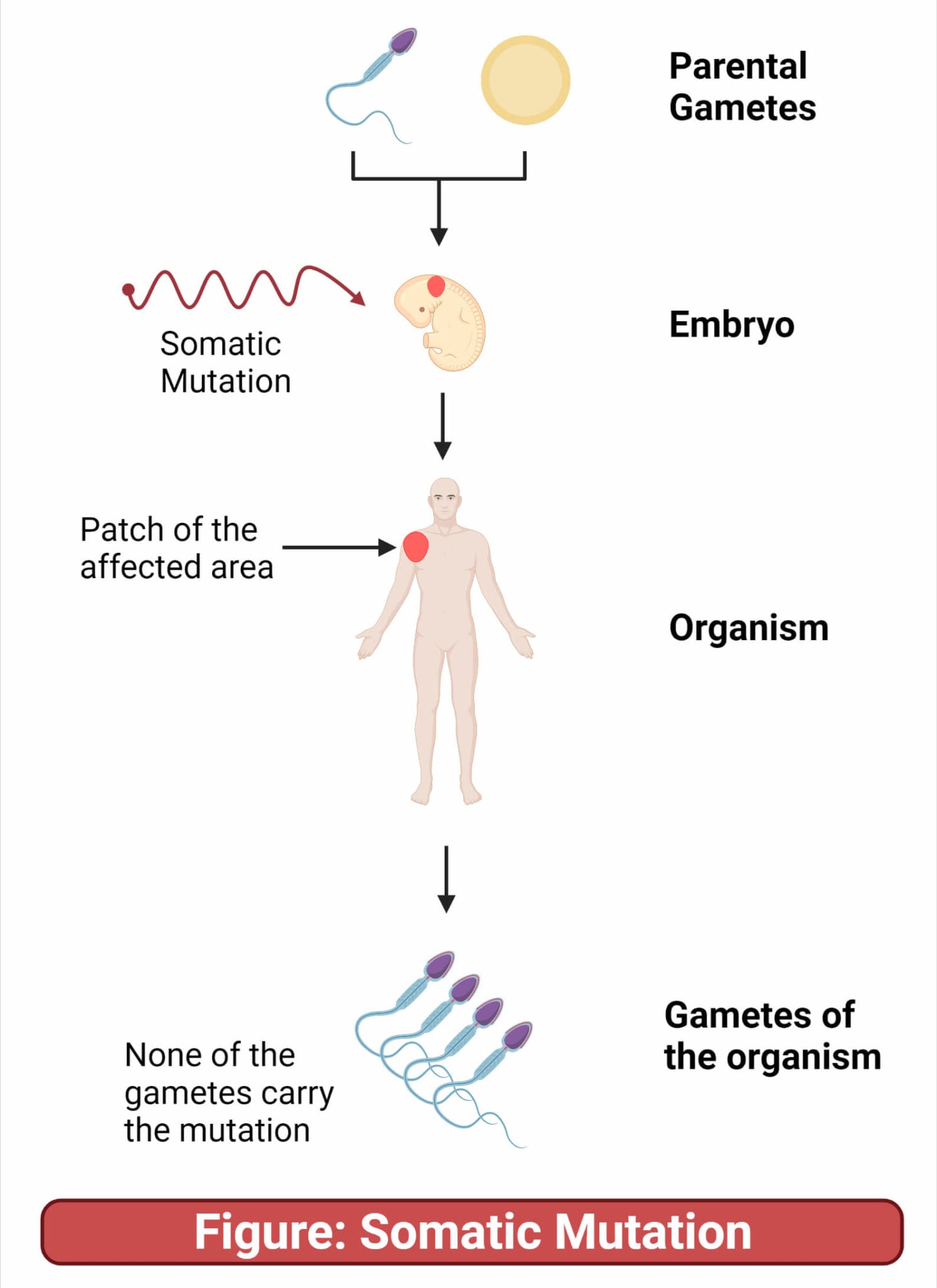 Somatic Mutation vs. Germline Mutation: 13 Key Differences