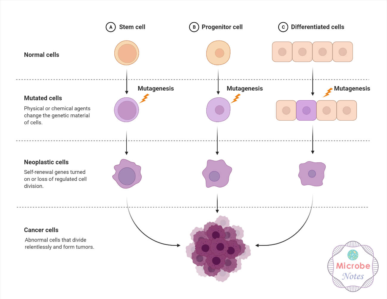 Somatic-Mutation-Example-Development-of-Cancer