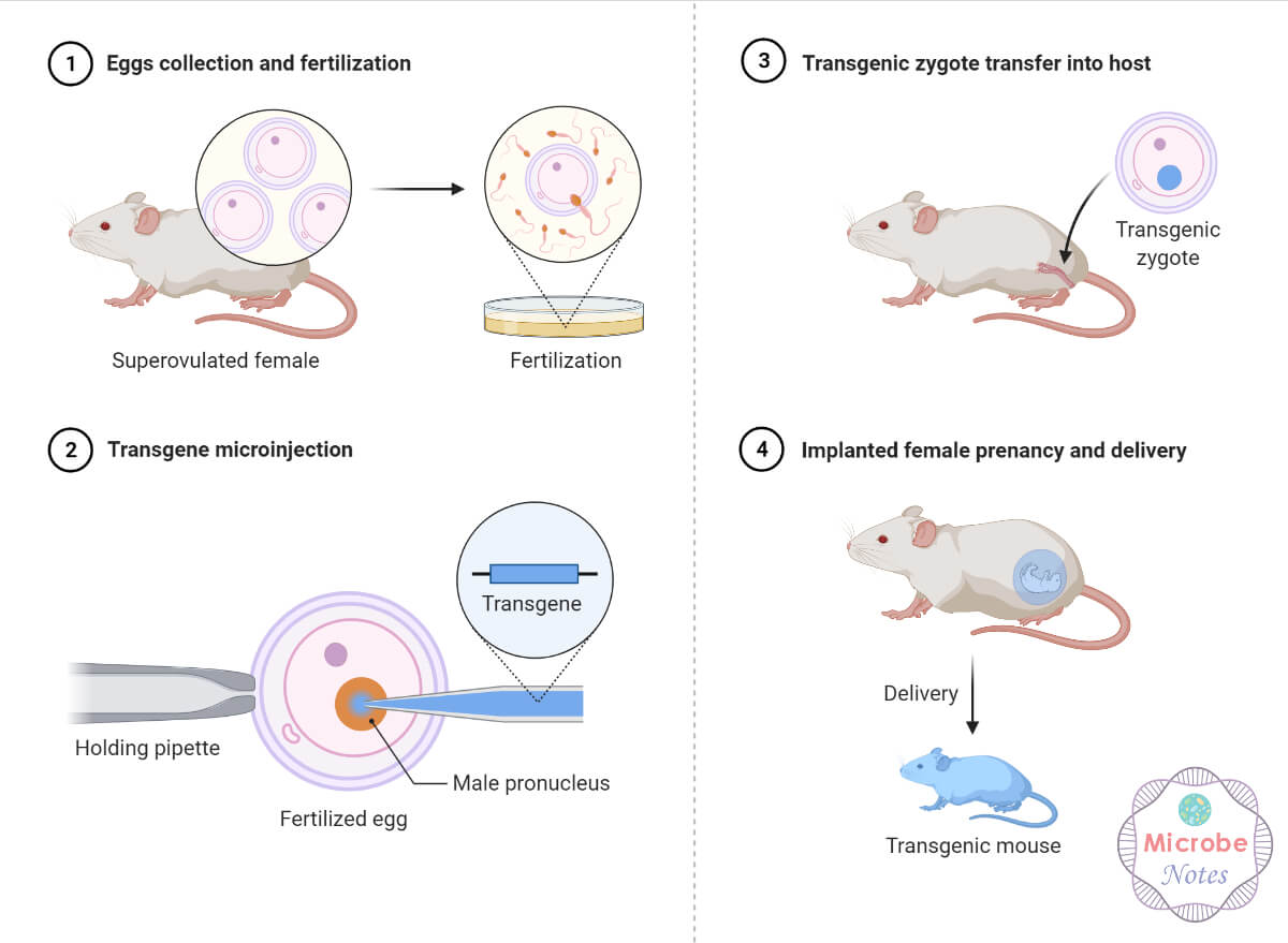 Transgenic Mice Production (Microinjection)