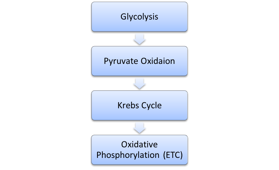 Steps of Aerobic Respiration