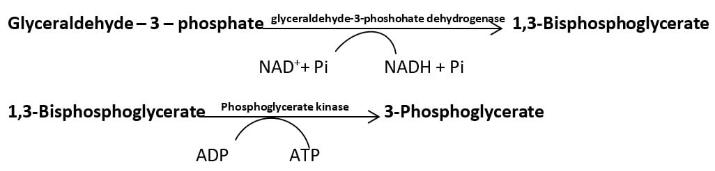 substrate-linked oxidative phosphorylation
