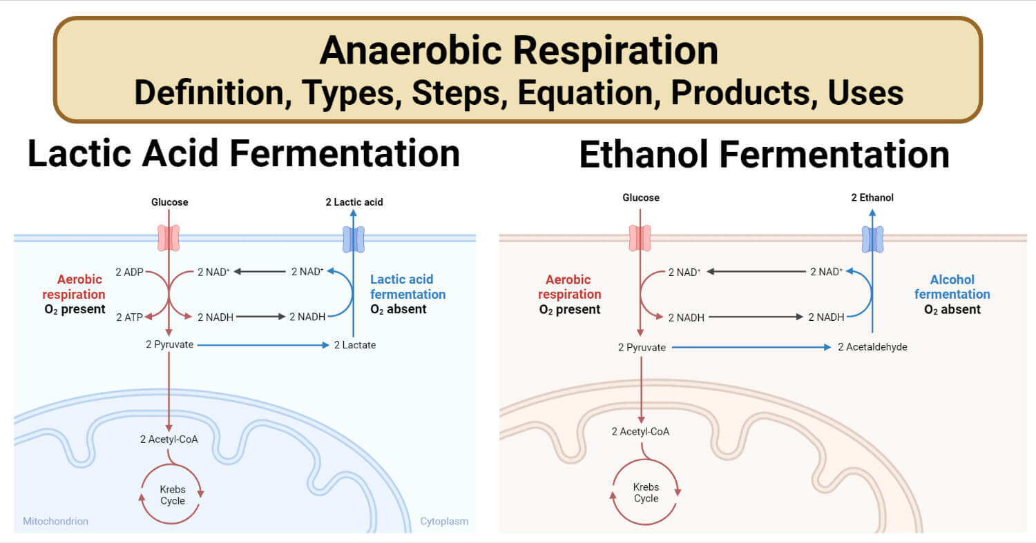 Anaerobic Respiration- Definition, Types, Steps, Equation, Products, Uses