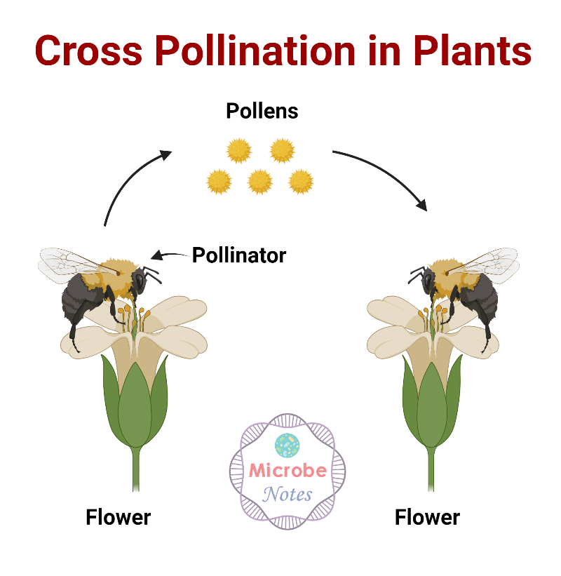 Cross Pollination in Plants 