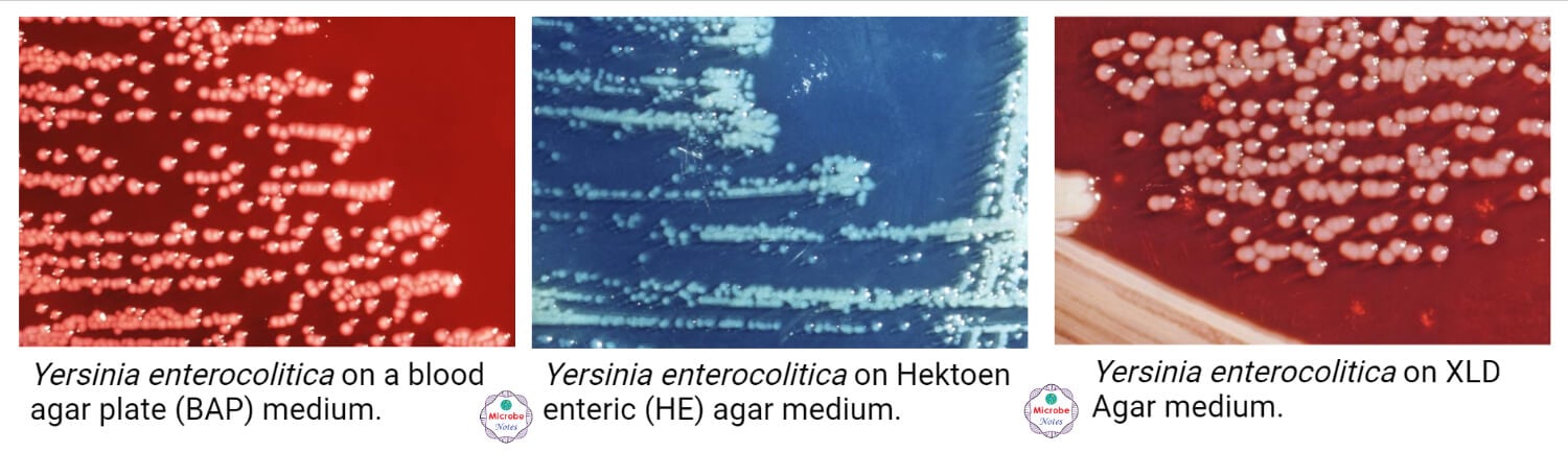 Cultural Characteristics of Yersinia enterocolitica