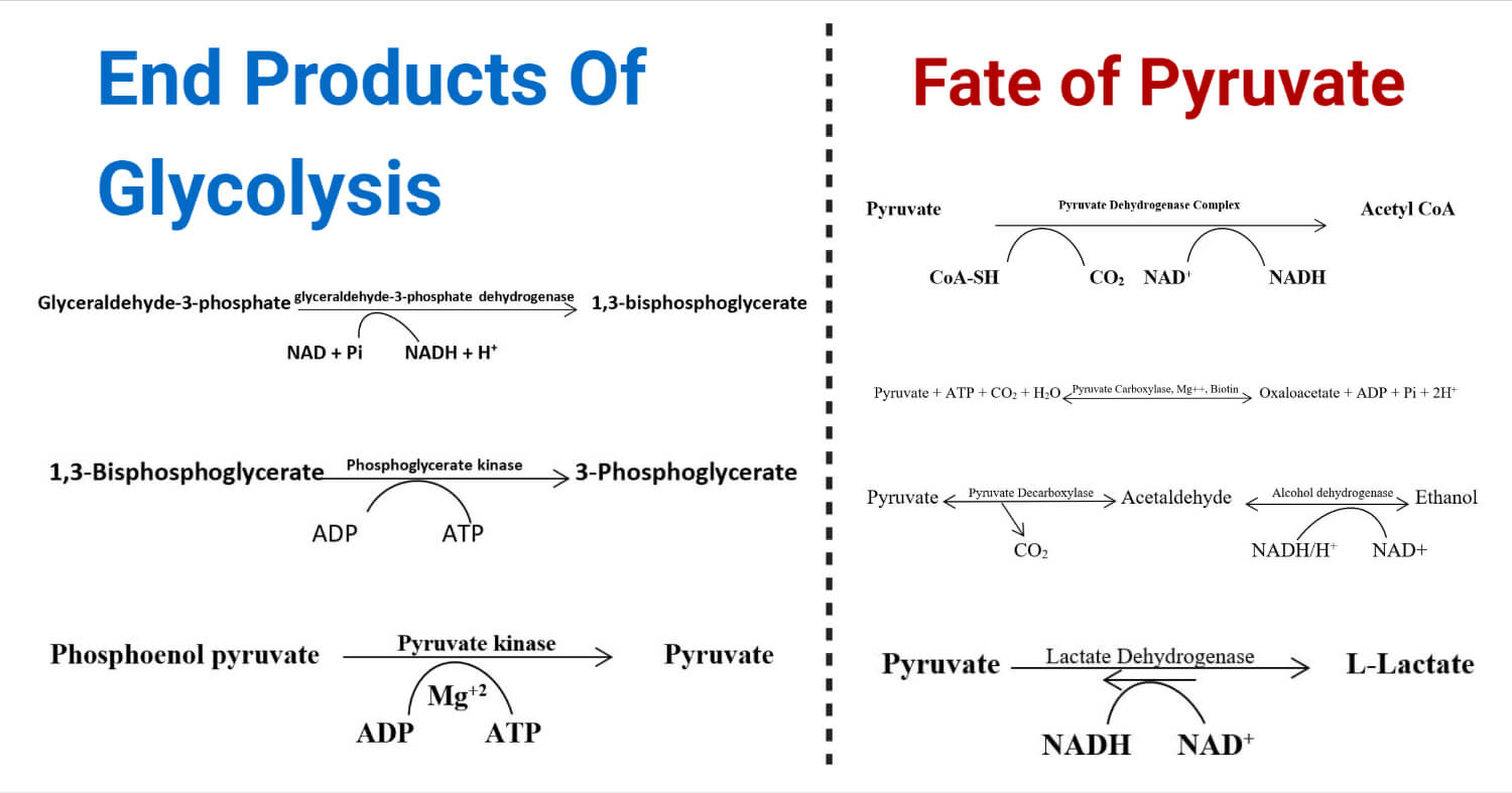 End Products Of Glycolysis and Fate of Pyruvate