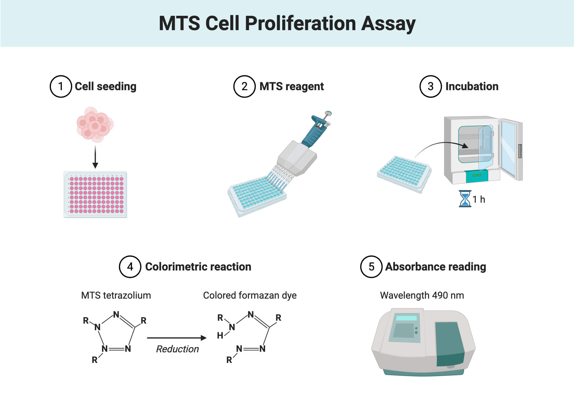 MTS Cell Proliferation Assay MTS Cell Proliferation Assay