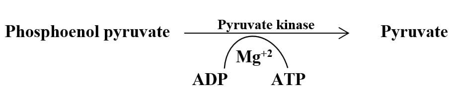   Pyruvate Formation