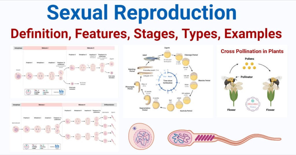 Sexual Reproduction Features Stages Types Examples 9942