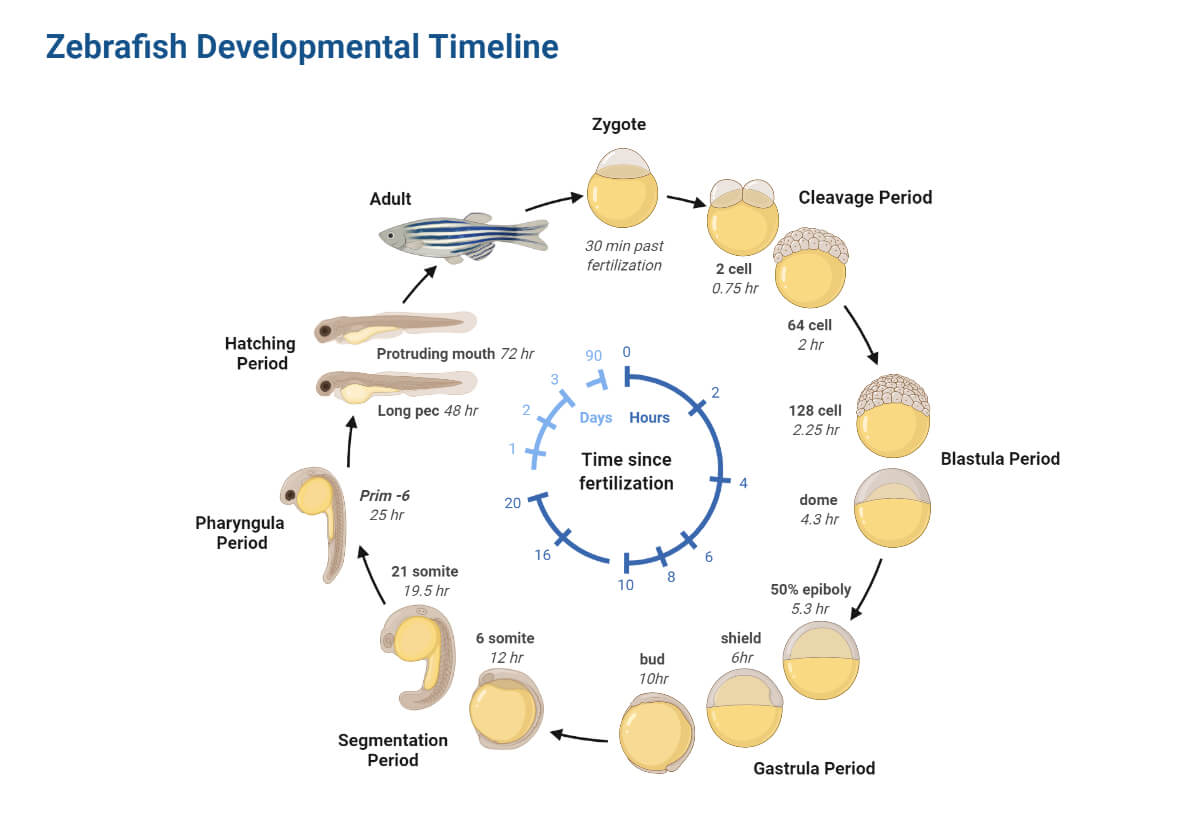 Zebrafish Developmental Timeline