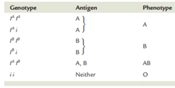 ABO blood grouping Multiple Alleles