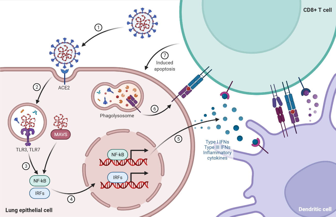 Acute Immune Responses to Coronaviruses