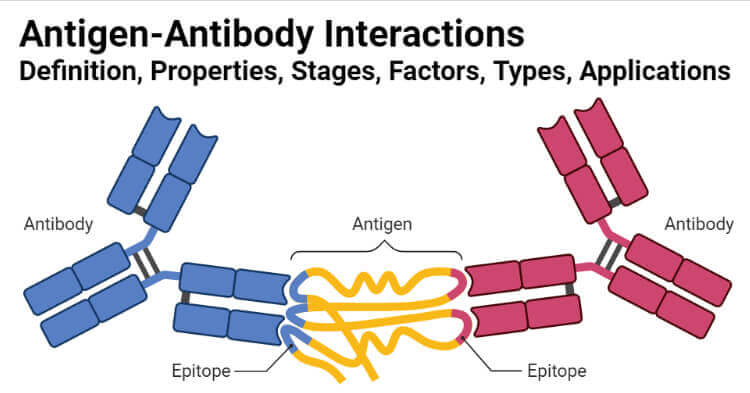 Antigen-Antibody Interaction- Definition, Stages, Types, Examples