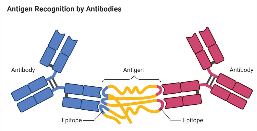 Antigen-antibody Interaction