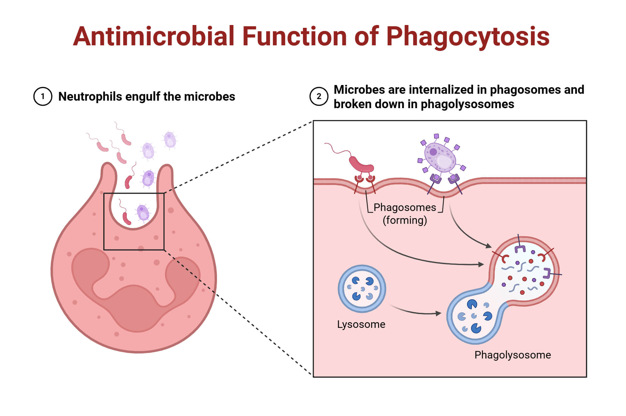 Antimicrobial Function of Phagocytosis Antimicrobial Function of Phagocytosis