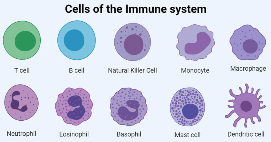 Cells of the immune system