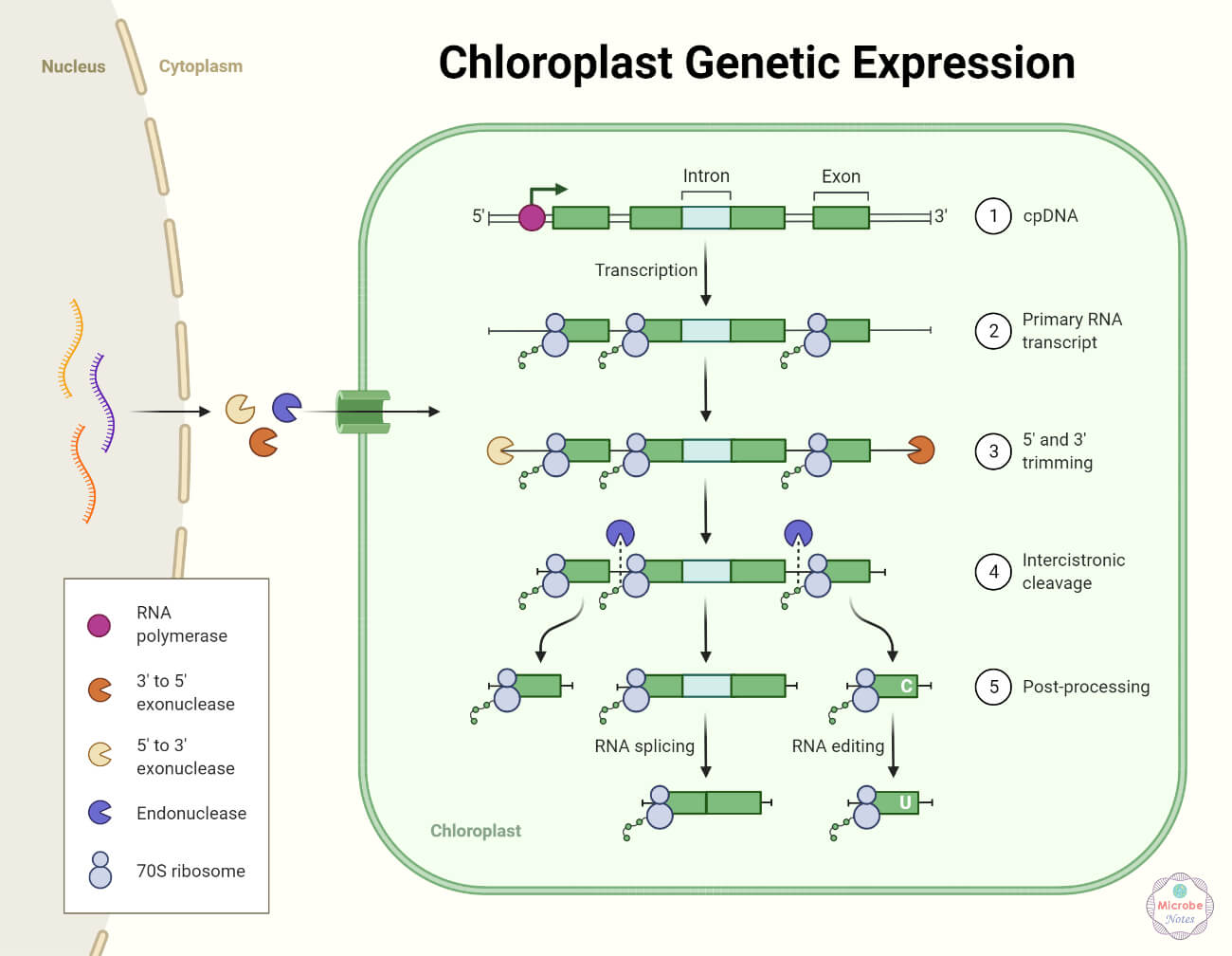 Lec 5.Tricks to remember shapes of chloroplast present in different  classes of Algae.. 