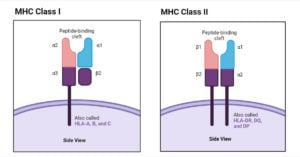 Class I MHC Molecule and Class II MHC Molecule