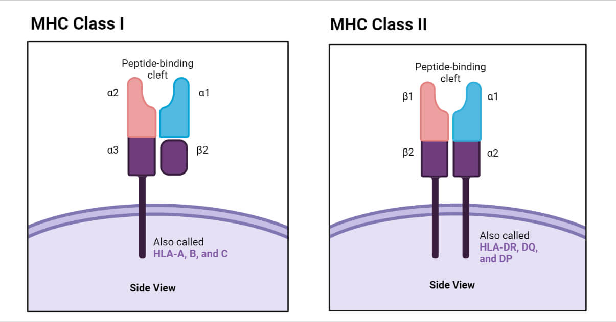 Class I MHC Molecule and Class II MHC Molecule