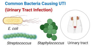 Common Bacteria Causing UTI (Urinary Tract Infection)