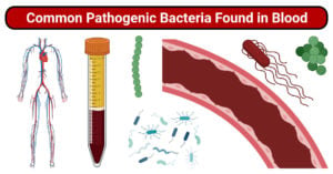 Common Pathogenic Bacteria Found in Blood