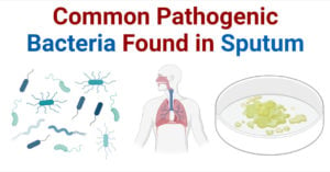 Common Pathogenic Bacteria Found in Sputum