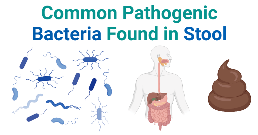 Common Pathogenic Bacteria Found In Stool   Common Pathogenic Bacteria Found In Stool 1024x536 