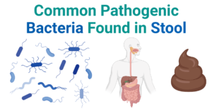 Common Pathogenic Bacteria Found in Stool