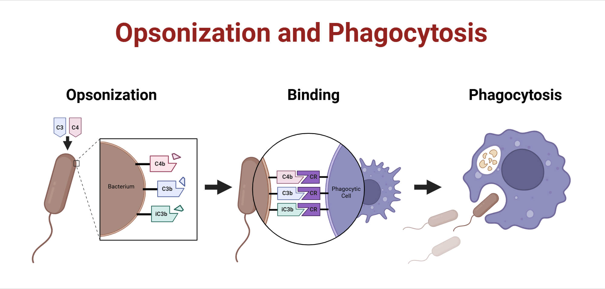 Complement System Role in Opsonization and Phagocytosis Complement System Role in Opsonization and Phagocytosis