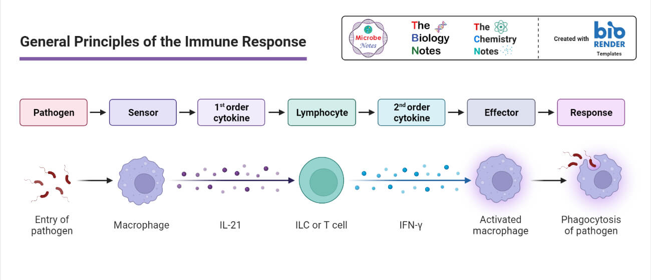 Principle of the Immune Response