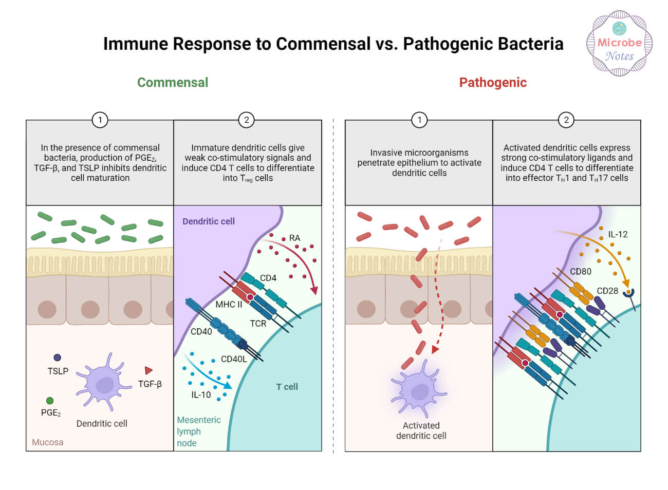 Immune Response to Commensal vs. Pathogenic Bacteria