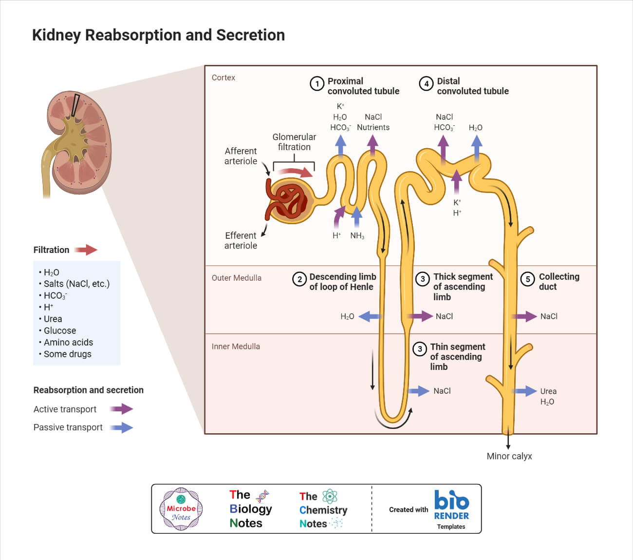 Kidney Reabsorption