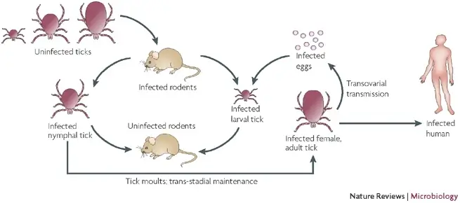 Life cycle of tick-borne rickettsiae