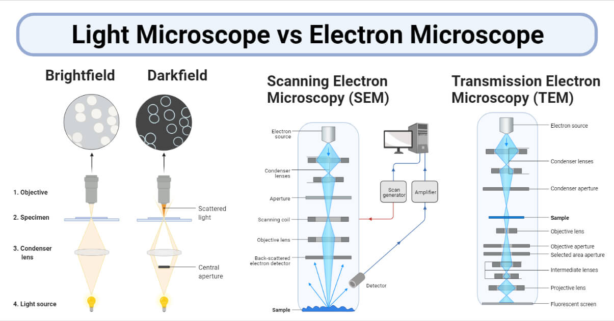 Light Microscope vs Electron Microscope