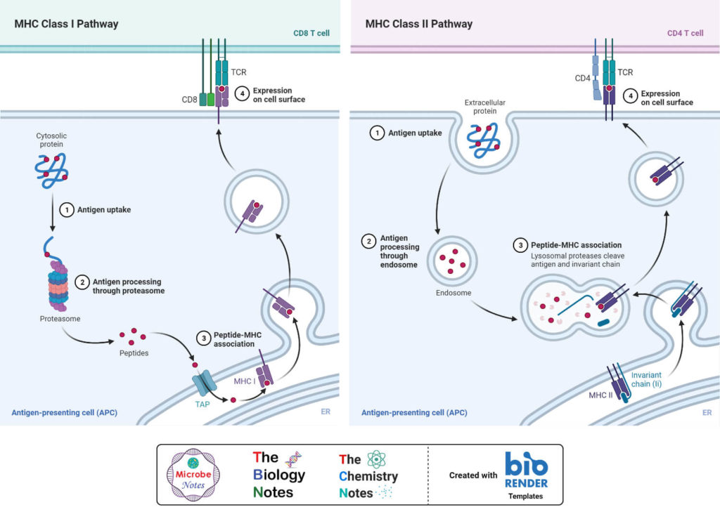 MHC Molecules Definition Properties Class Types Pathways