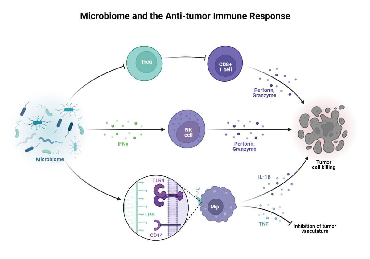 Microbiome and the Anti-tumor Immune Response 