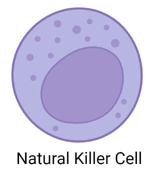 Natural Killer Cell