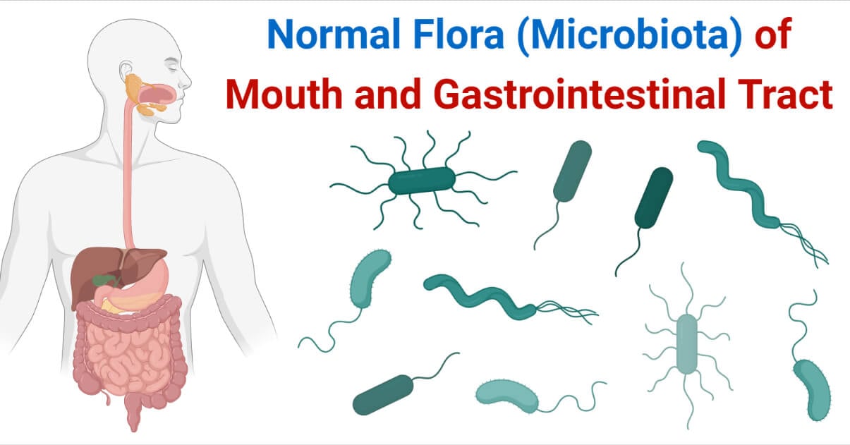 Normal Flora (Microbiota) of Mouth and Gastrointestinal Tract