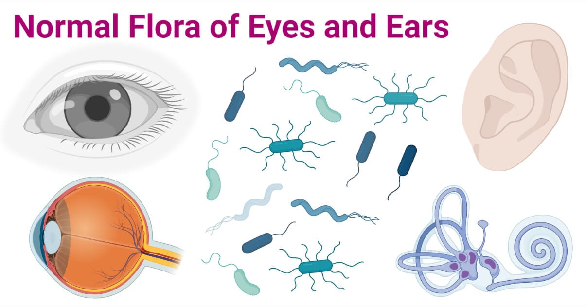 Normal Flora of Eyes and Ears
