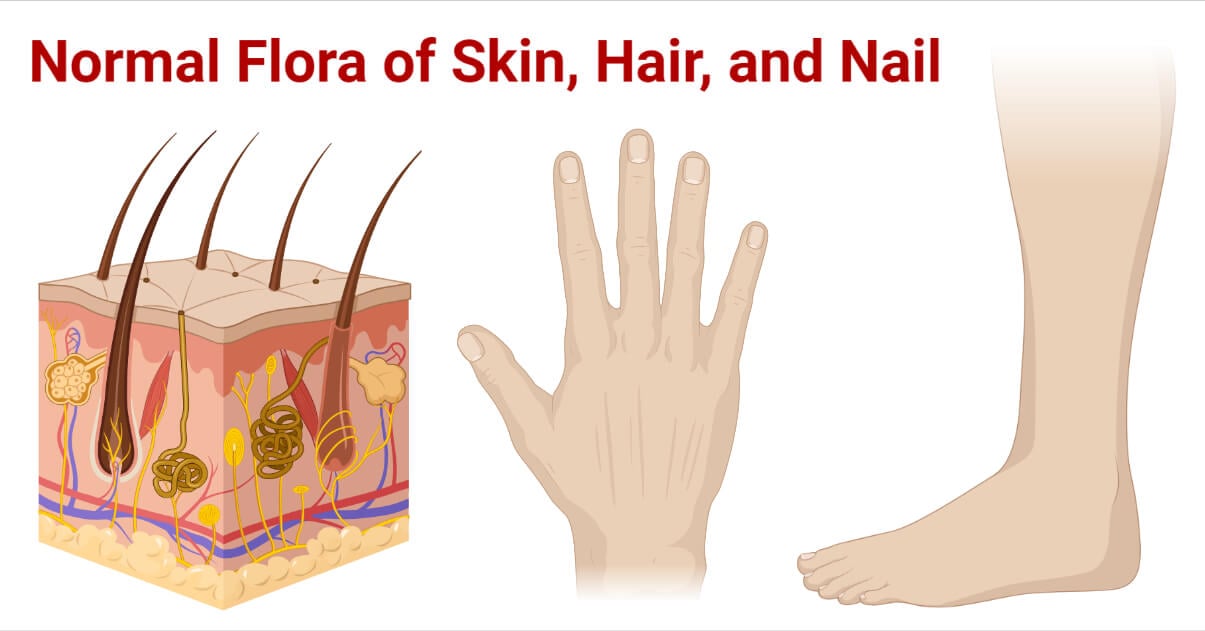Normal Flora of Skin, Hair, and Nail