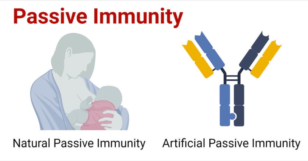 Passive Immunity Definition Characteristics Types Examples