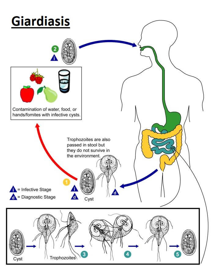 what food is giardiasis found in