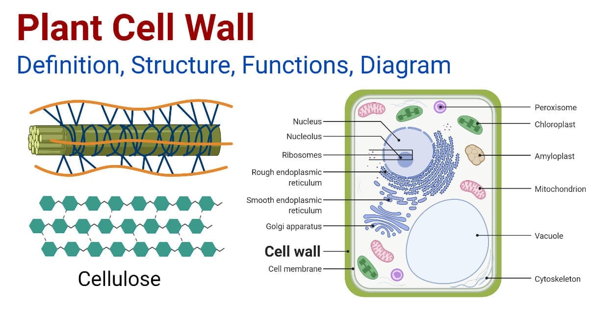 Plant Cell Wall