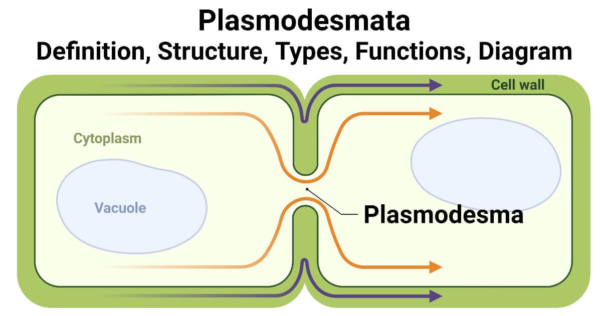 Plasmodesmata Structure Diagram