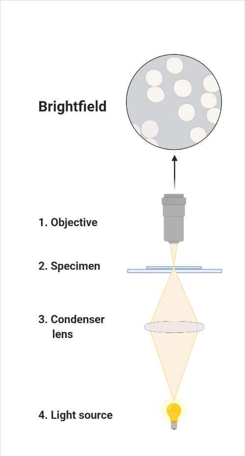 Principle of a light microscope