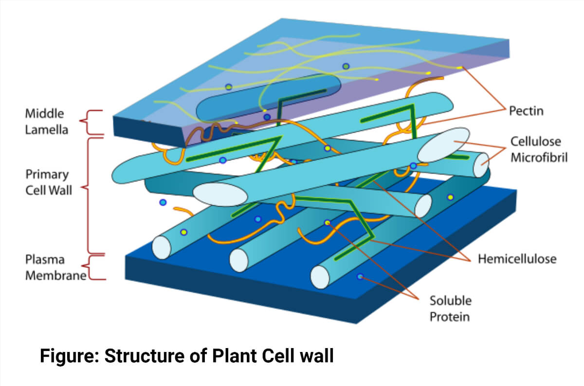 Structure of Plant Cell wall Diagram