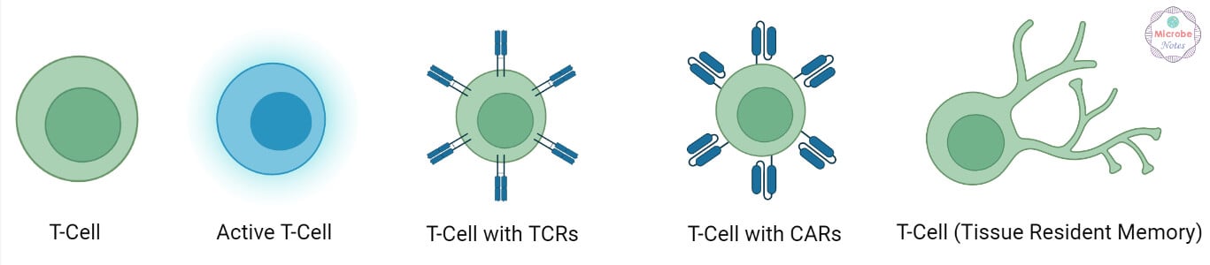 T-Cells