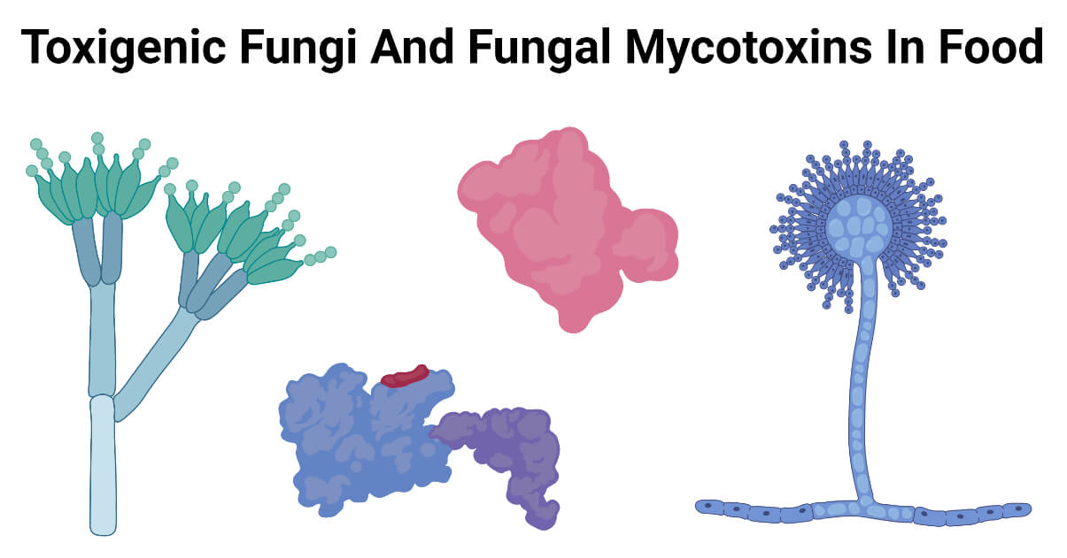 Toxigenic Fungi And Fungal Mycotoxins In Food