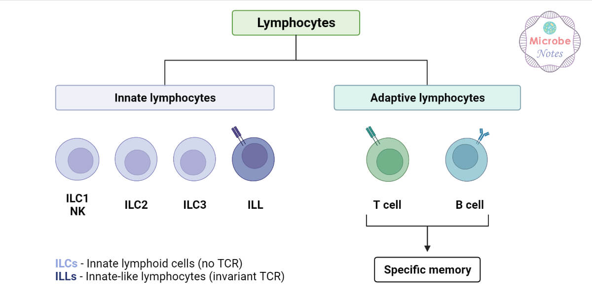 Types of Lymphocytes