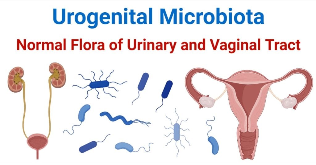 urogenital-microbiota-normal-flora-of-urinary-and-vaginal-tract